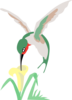 Green And White Hummingbird With Flower Clip Art